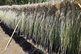 正月飾り、しめ縄に最適！古代米の稲わら5束セット
