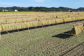【新米】農薬・肥料不使用・天日干し！ササニシキ玄米5㎏