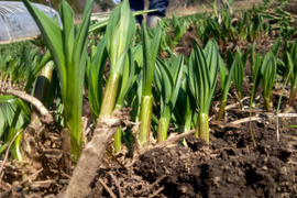 間もなくです【2026年優先予約】！初物を優先発送(4月中旬)！太い行者にんにく3kg　「やわらか若葉」幻の山菜