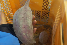 さつまいも　安納芋　肥料農薬不使用、自家採種3㎏