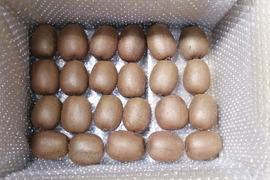 農薬不使用！緑キウイ「ヘイワード」2kg