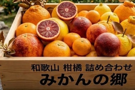 樹上完熟！オマケ付　春柑橘よくばりセット4.8kg(箱込）