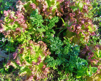 自然栽培の葉物たち　固定種、肥料農薬不使用