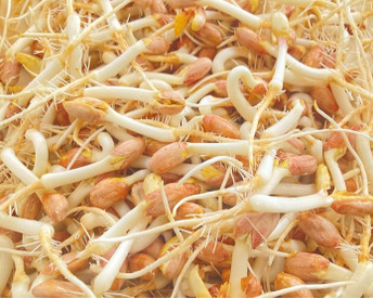 落花生の風味がそのまま！ピーナッツもやし 400g