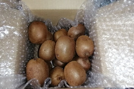 農薬不使用！緑キウイ「ヘイワード」1kg