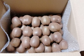 農薬不使用！緑キウイ「ヘイワード」3kg