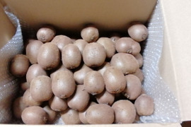 農薬不使用！緑キウイ「ヘイワード」4kg