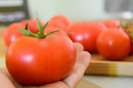 【訳あり】冬春トマト生産量日本一の熊本県八代市産規格外トマト4kg