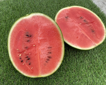 甘さ抜群！シャリシャリ小玉すいか🍉2玉（3.6～4.6ｋｇ）本州の方限定