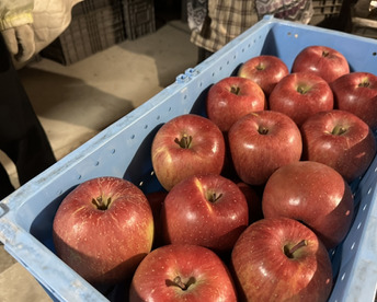 傷無し★秀★味濃い甘いｻﾝふじ★無肥料.農薬節約30%〜.除草剤.摘果剤.摘葉剤不使用★【5kg箱】
玉数指定不可/予約販売開始！/贈答用/家庭用/りんご【冬ギフト】