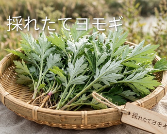 よもぎ生葉🌿30本（30苗）（約200g）以上🌿蓬☆上から15cmの柔らかいヨモギ🌿和ハーブ「ハーブの女王」高いデトックス・冷え性改善、抗酸化作用ビタミンK鉄分クロロフィル☆畑横の人が通らない林