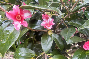 【長さ短め10本】希少性が高いツバキ「さびすけ（錆助）」小ぶりで日本の茶道文化などでも好まれています。