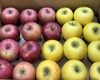 【極小玉・バラ詰め】毎日りんご!! サンふじ＆シナノゴールド🍎💛家庭用 約3Kg🍎💛ハーフセット　食べ比べ　コスパ抜群　青森県産　数量限定　ポケットりんご