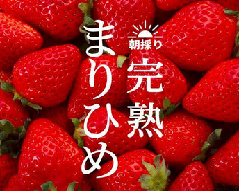 朝採れ、完熟収穫いちご　まりひめ　1～2月発送　500g (250g × 2p)