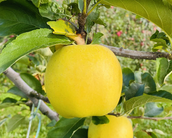 3週間から1ヶ月りんご生活可能【正直人気はないですが旨いです！】シナノゴールド5キロ箱使用 小玉 23～33玉 ID86200 長野県 信州 安曇野 リンゴ 幻 幻のリンゴ 予約 希少 旬