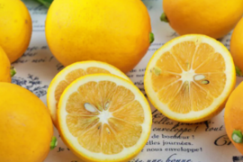 【期間限定】マイヤーレモン2キロ