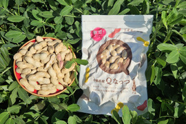 【お試し】千葉県産落花生Qなっつ！食べ切り1袋135g、食べだしたら止まらない美味しさ！【800円クーポン期間限定掲載】パッケージもかわいいのでプチギフトにもおすすめ