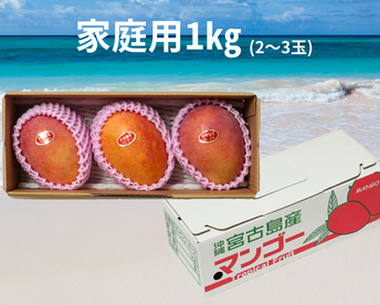 【家庭用】宮古島産完熟マンゴー1㎏(2～3玉)