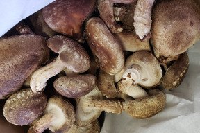 箱いっぱい！入るだけ！ちょっと傷ありしいたけ　訳あり椎茸(1～1.2㎏)