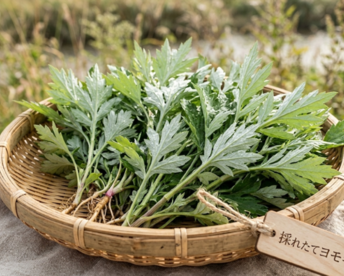 よもぎ生葉🌿60本（60苗）（約400g）以上🌿蓬☆上から15cmの柔らかいヨモギ🌿和ハーブ「ハーブの女王」高いデトックス・冷え性改善、抗酸化作用ビタミンK鉄分クロロフィル☆畑横の人が通らない林