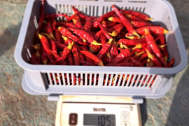 乾燥唐辛子🌶鷹の爪100g