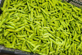 【手島農園　夏のイチオシ！】朝採り枝豆！1kg