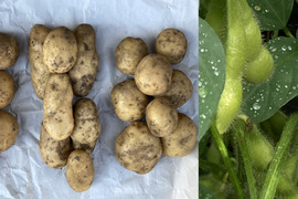 【農薬不使用】【数量限定】新じゃが三種/旬の枝豆セット（いきなまる）