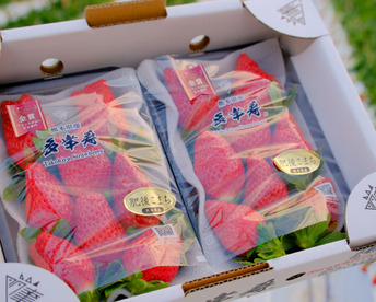 🥇いちごグランプリ2025金賞受賞！超希少品種！『肥後こまち』ご家庭用パック 250g×8p