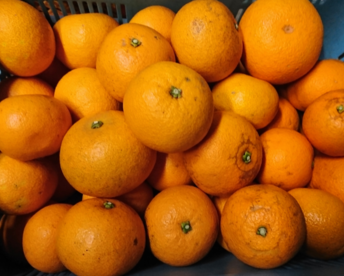 樹成完熟！【防腐剤・農薬等不使用】苦みが少なくさわやかな甘みの紅はっさく7キロ