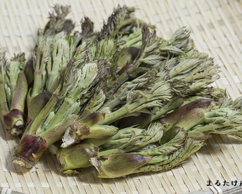 【150g】山菜の王様登場！妙高山の手摘み天然朝採り たらの芽 1番芽だけ厳選してお届け！食べごたえ満点！