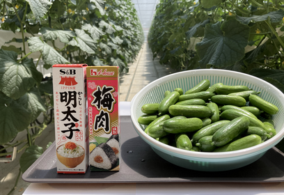 きゅうり 91ey7TRsxzL._AC_UL210_SR210,