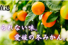 【数量・期間限定】愛媛の方にも大人気！ 愛果２８号 贈答用3kg
　　興居島が誇る濃厚な果汁が口いっぱいに広がりとろけるようなくちどけ！　【12/1～随時出荷】