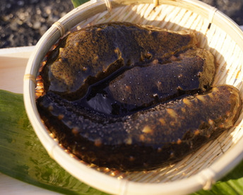 漁師直送！！青ナマコ 海鼠（なまこ）500g（2〜4個）【大阪最南端 岬町産】