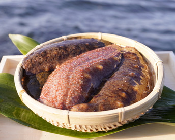 漁師直送！！赤ナマコ 海鼠（なまこ）500g（2〜3個）【大阪最南端 岬町産】