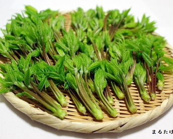 【300g】山菜の女王ついに降臨！妙高山の手摘み天然こしあぶら たっぷり容量