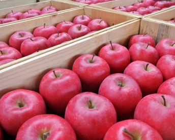 【朝市限定】【一玉5,000円の極上りんご！】約３キロ 青森県産りんご「樹上完熟葉とらずふじ」贈答用【冬ギフト】