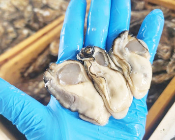 🔥新1年牡蠣 剥き身セット🚚7.5kg 生牡蠣🦪生食用むき身1kg+殻付き牡蠣普通サイズ 4kg（目安37個）+加熱用小さめ殻付き牡蠣SSサイズ2.5kg目安50個 松島牡蠣屋 【冬ギフト】