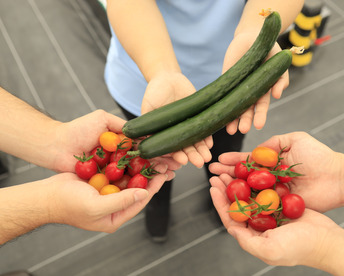 ★６月販売分　野菜セット【野菜で暑い夏を乗り切ろう！】