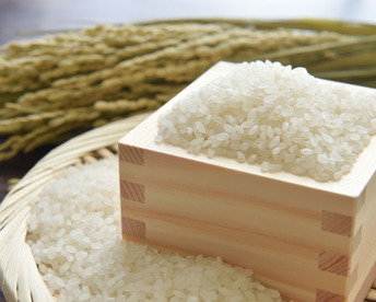 【令和7年産】訳あり　新潟県産こしいぶき(10kg)