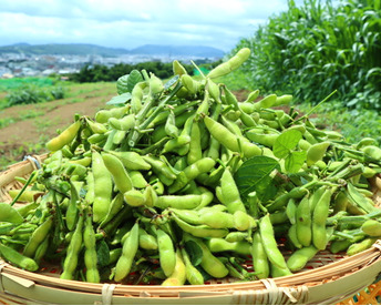 【予約増量(^^♪ 】枝つき枝豆　“神風香”『アンチ　ステルス値下げ！』 (1600g→1650g) from 名水の里　神奈川県秦野市