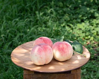 【2026年予約】飛騨のたからもも糖度11度以上1.5kg（4-6玉）👑金賞受賞👑全国桃グランプリ2024