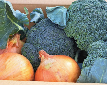 ブロッコリー5株×淡路島玉ねぎ15個セット【祝!3年連続金賞🏆】