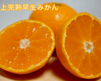 【冬ギフト】『樹上完熟早生みかん』約10kg SS~Lサイズ