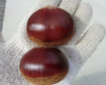 【厳選 特大粒 猛暑により少量】　ねっとり甘い岸根栗　農薬不使用  無肥料  除草剤不使用 約900g