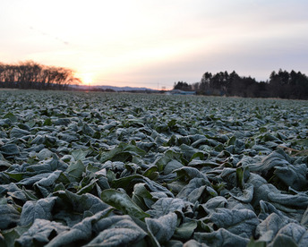 （少量セット）冬の本気！ギュッと濃い味肉厚ほうれん草（200ℊﾊﾟｯｸ×5Ｐ）