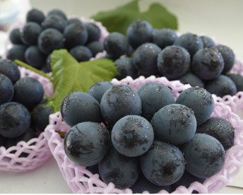 【2026年予約】『ナガノパープル』大玉でぷりっとジューシー！種なし皮ごと食べられる大人気品種🍇2kg