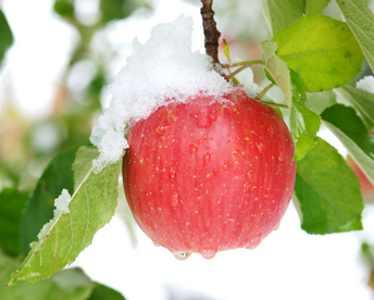 【毎年１万箱以上売れてます】約５キロ×２箱 青森県産りんご「樹上完熟葉とらずふじ」家庭用厳選品