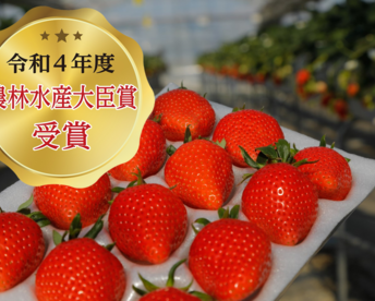 令和4年度 農林水産大臣賞受賞！贈答用いちご「やよいひめ」化粧箱入り × 3箱（約1.2 kg）