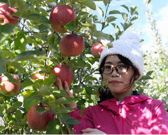 【今だけお買い得！訳あり★50%OFF★】家庭用葉とらずふじりんご3㎏【長野県産】