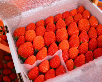 ３箱セット
トクトク🍓いちごの宝石箱
朝摘み完熟❤️酵素栽培の
こだわりいちご食べ比べ